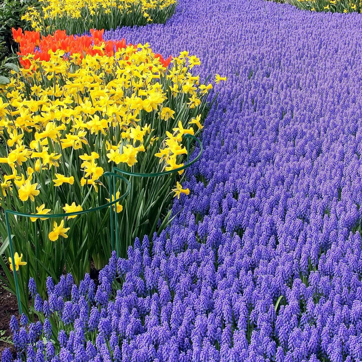 HiGift 12 Pack Plant Stakes for Indoor Plants, Metal Garden Peony Support Cages, Outdoor Plant Supports Ring Prop, Large Plant Stake for Hydrangea,Rose,Flower,Vine,Potted Plants (10" W x 15.8" H)