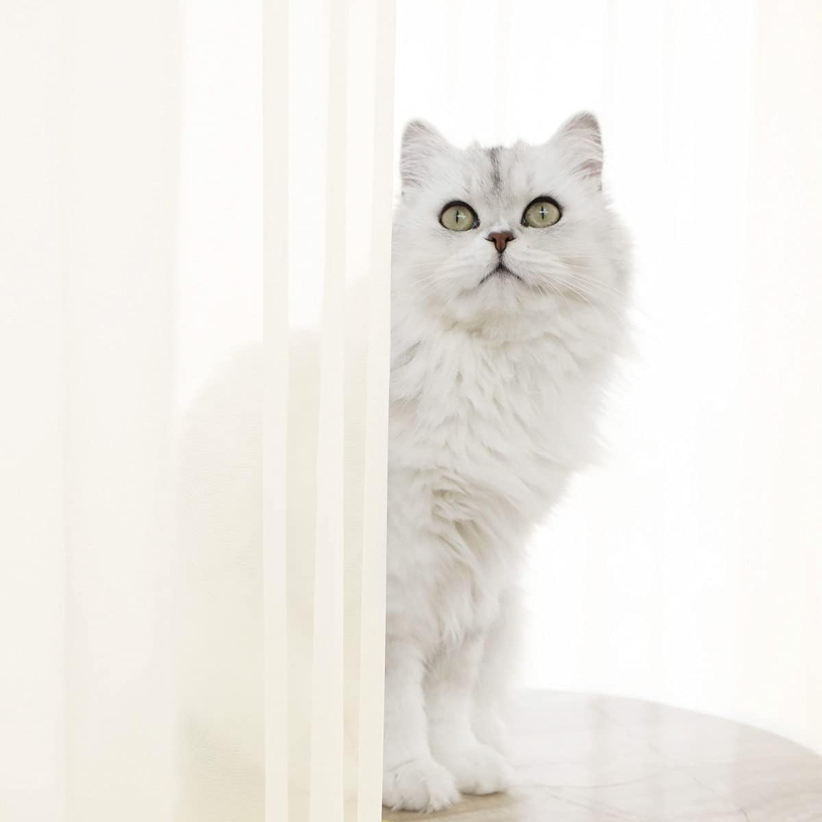 Window Beige Sheer Curtains 60 Inches Width 72 Inches Long 2 Panels Sheer Curtains Clear Curtains Basic Rod Pocket Panel for Home/Living Room/Bedroom/Kids Room