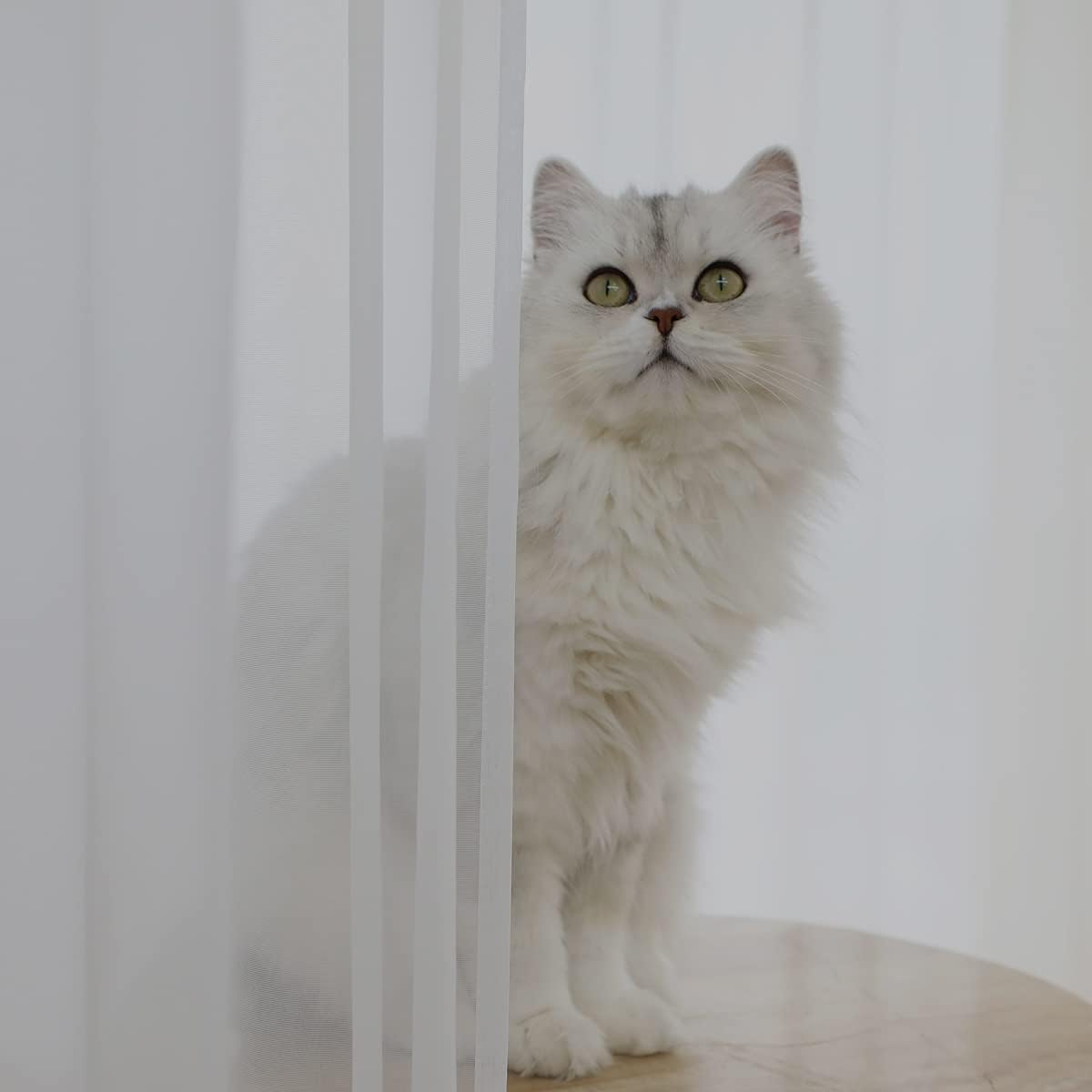 Window Ivory Sheer Curtains 48 Inches Width 90 Inches Long 2 Panels Sheer Curtains Clear Curtains Basic Rod Pocket Panel for Home/Living Room/Bedroom/Kids Room