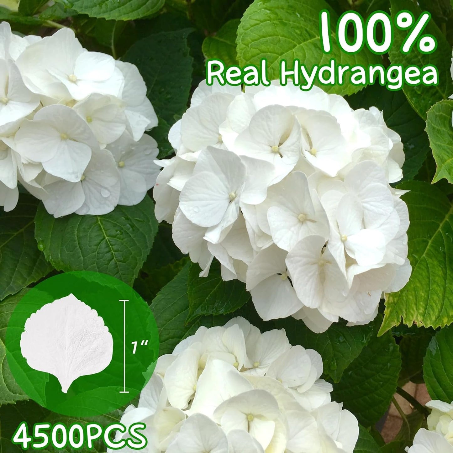 4500Pcs Ivory White Dried Hydrangea Flower Petals - 100% Natural Real Off-White Flower Petals for Wedding Confetti, Flower Girl Basket, Shower Party, DIY Crafts (3.17oz)