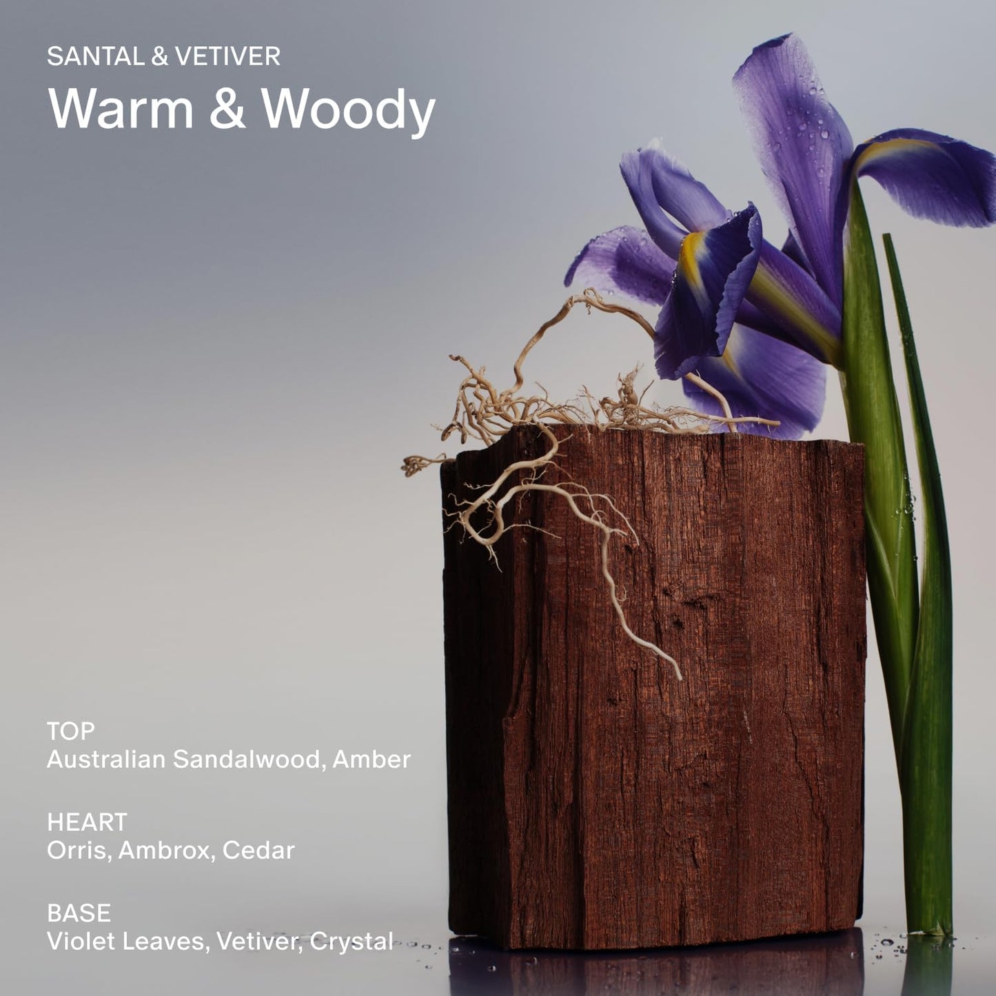 SALT & STONE Scented Candle for Women & Men | Hand-Poured, Aromatic & Fragrant | Coconut & Soy Blend Wax | 100% Cotton Wick | Long-Lasting 50 Hour Burn Time (8.5 oz) (Santal & Vetiver)