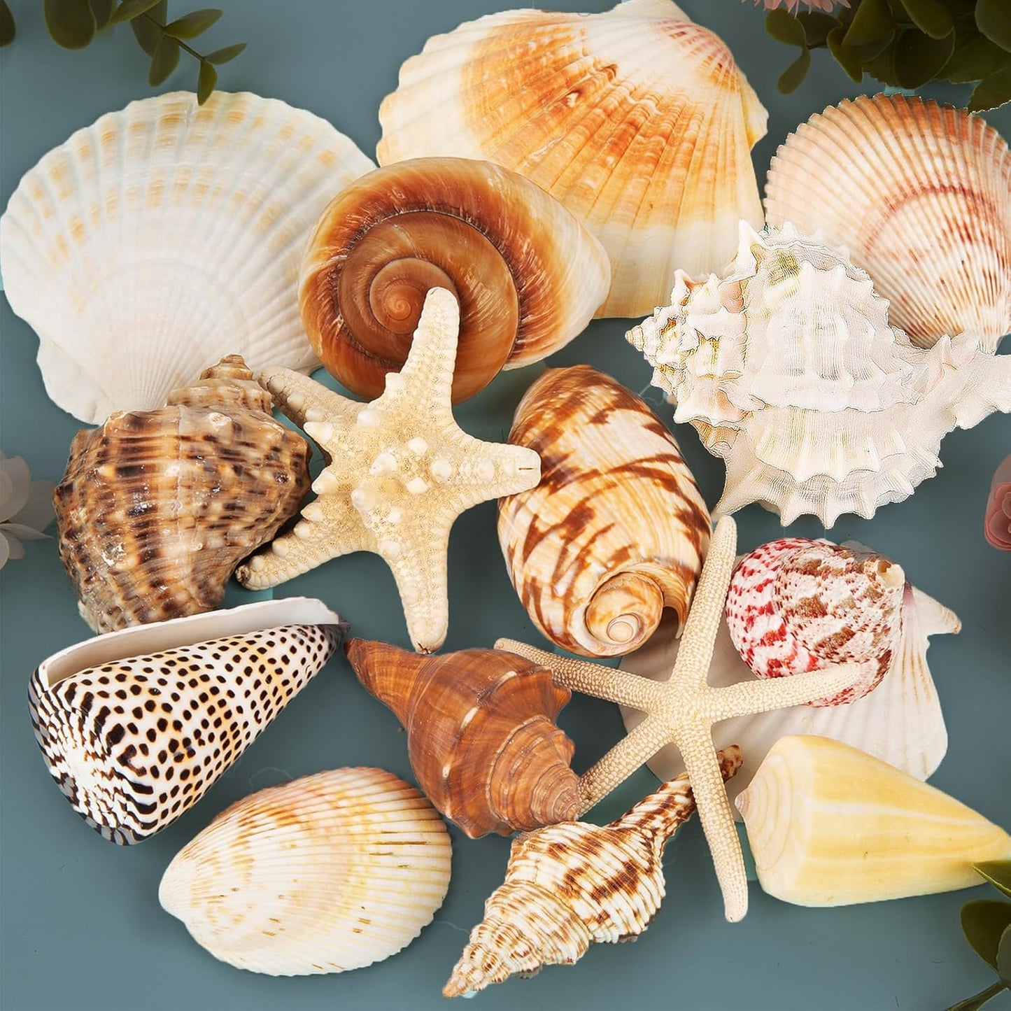 JQAQJU Sea Shells for Decorating 15PCS Large Seashells Starfish Conch for Beach Party,Vase Fillers, Table Scatters, Home Decor, DIY Crafts, Bathroom, Fish Tank Decorations