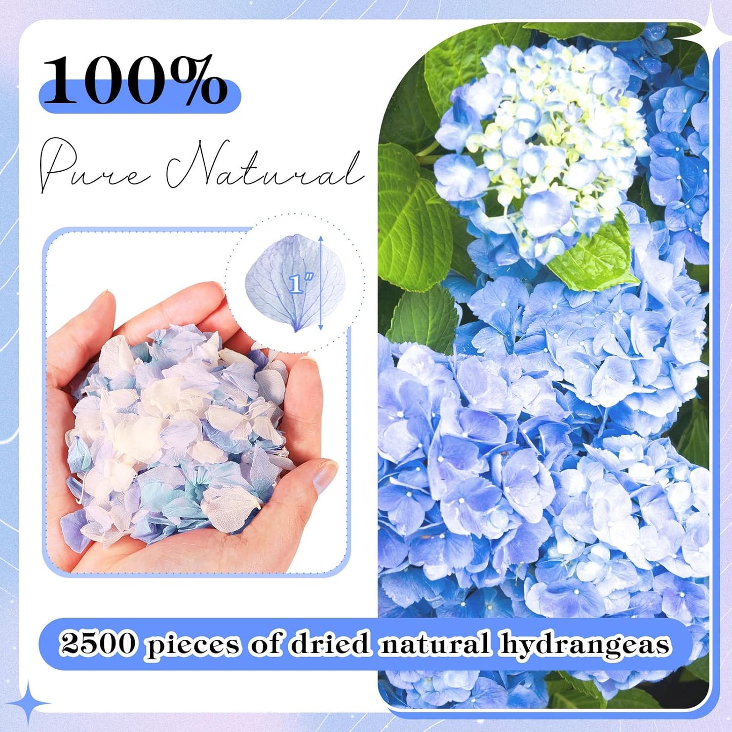 VAIPI 2500 PCS Hydrangea Petals 100% Natural Real Flower Petals for Wedding Aisle Flower Girl Scattering Flowers, Will You Marry Me, Valentines, Romantic Night, Proposal, Anniversary, Special Night
