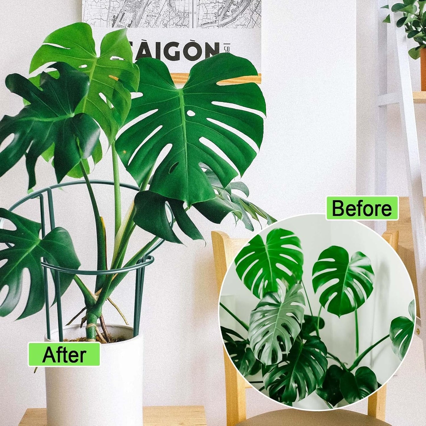 HiGift 8 Pack 24 Inch Plant Support Stakes, 10" Wide x 24" High Half Round Metal Garden Plant Stake Peony Support Cage, Green Plant Support Ring Border for Tomato,Hydrangea,Flower Indoor Outdoor